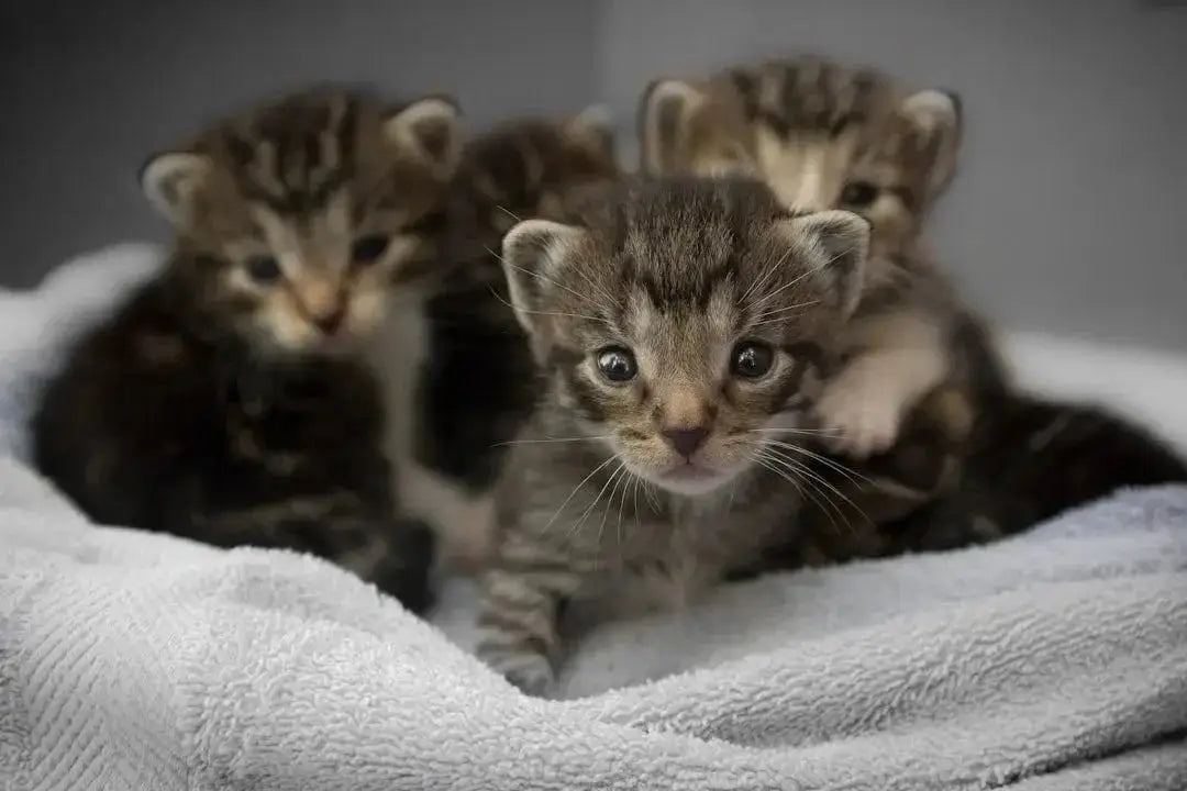 How can I find pet supplies for puppies and kittens