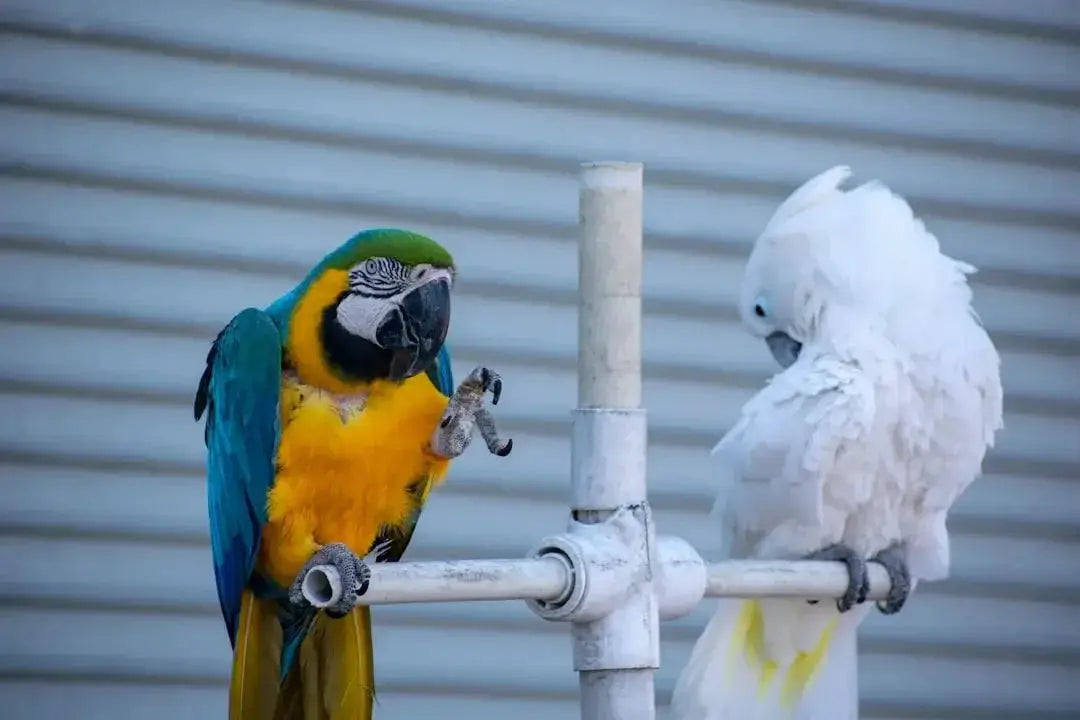 Finding the Best Parrot Grooming Services
