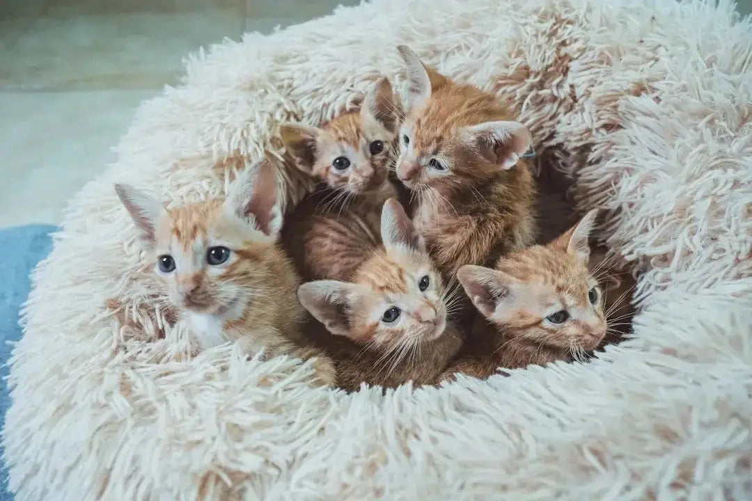 Finding the Perfect Brown Kittens for Sale