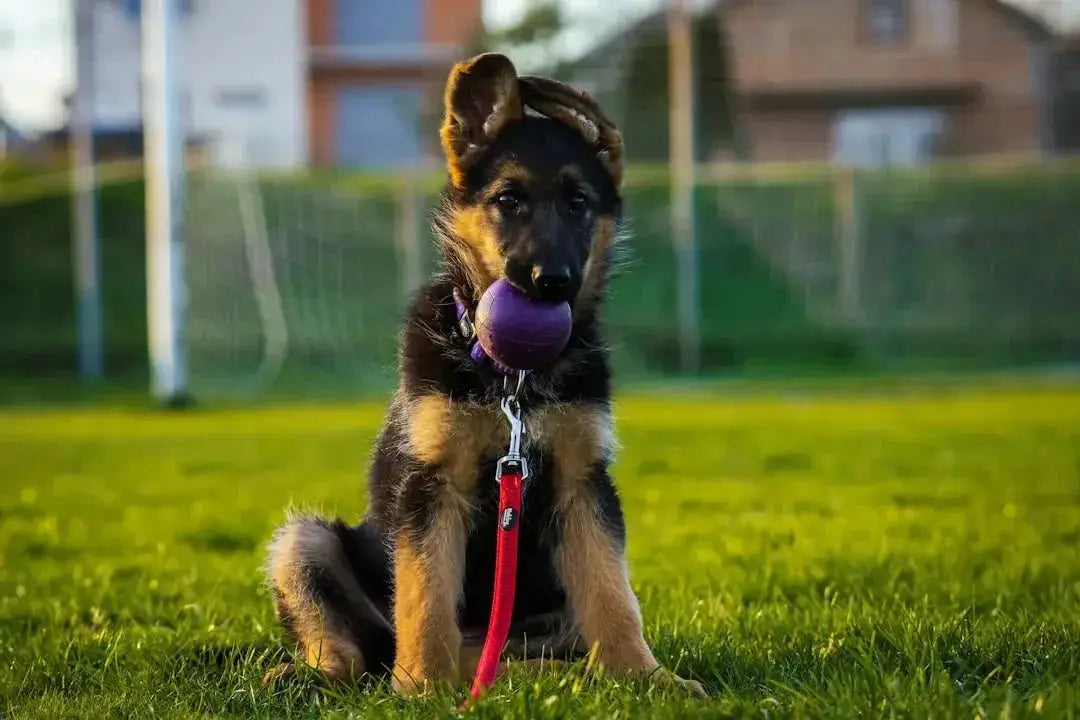 Freeze-Dried Dog Food at Talis Us: Buyer's Guide + Where to Buy