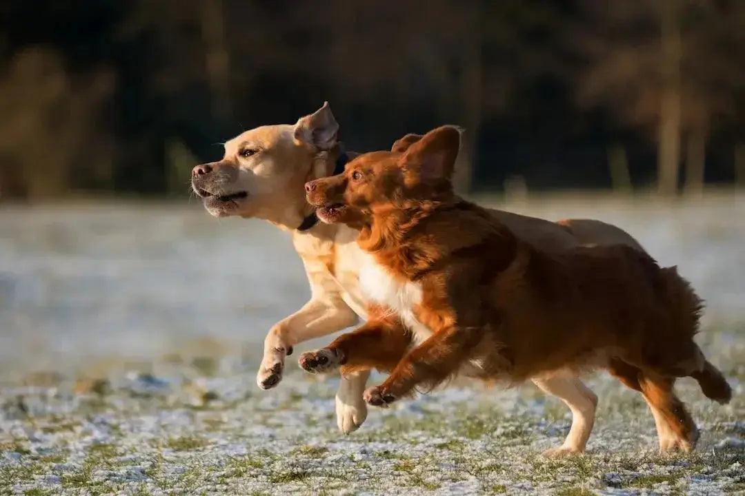 Freeze Dried Pet Food Brands