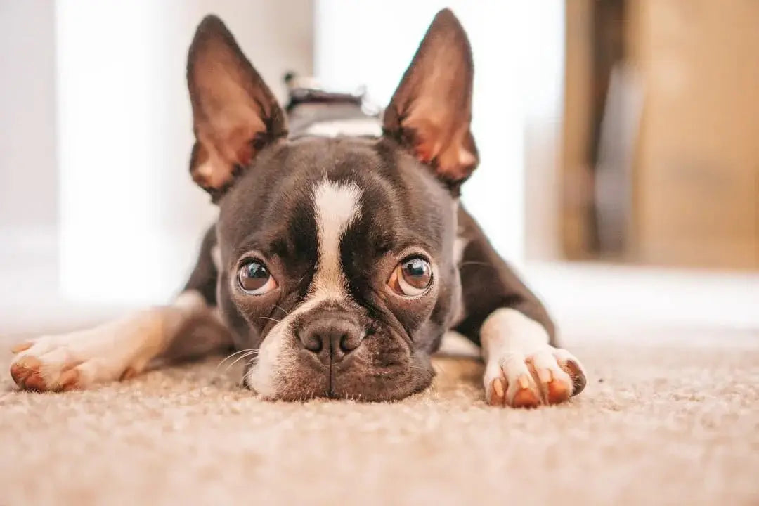 Freeze dried raw dog food brands