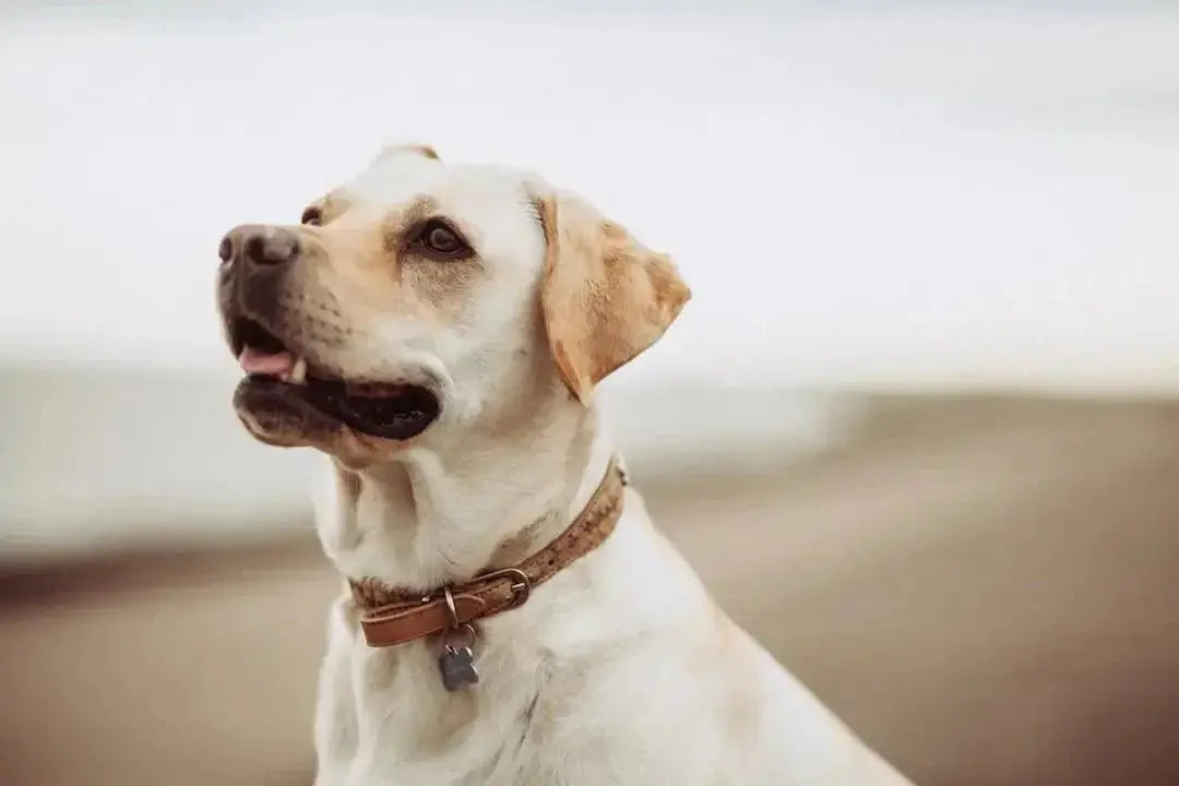 Freeze Dried Treats: A Pet Owner's Guide