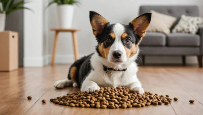 Get the Best Deals on Pet Supplies with Promotions - Talis Us