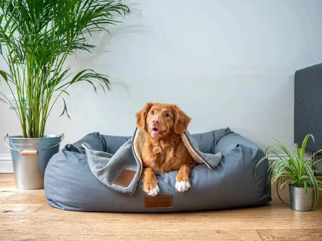 Is grain free bad for dogs