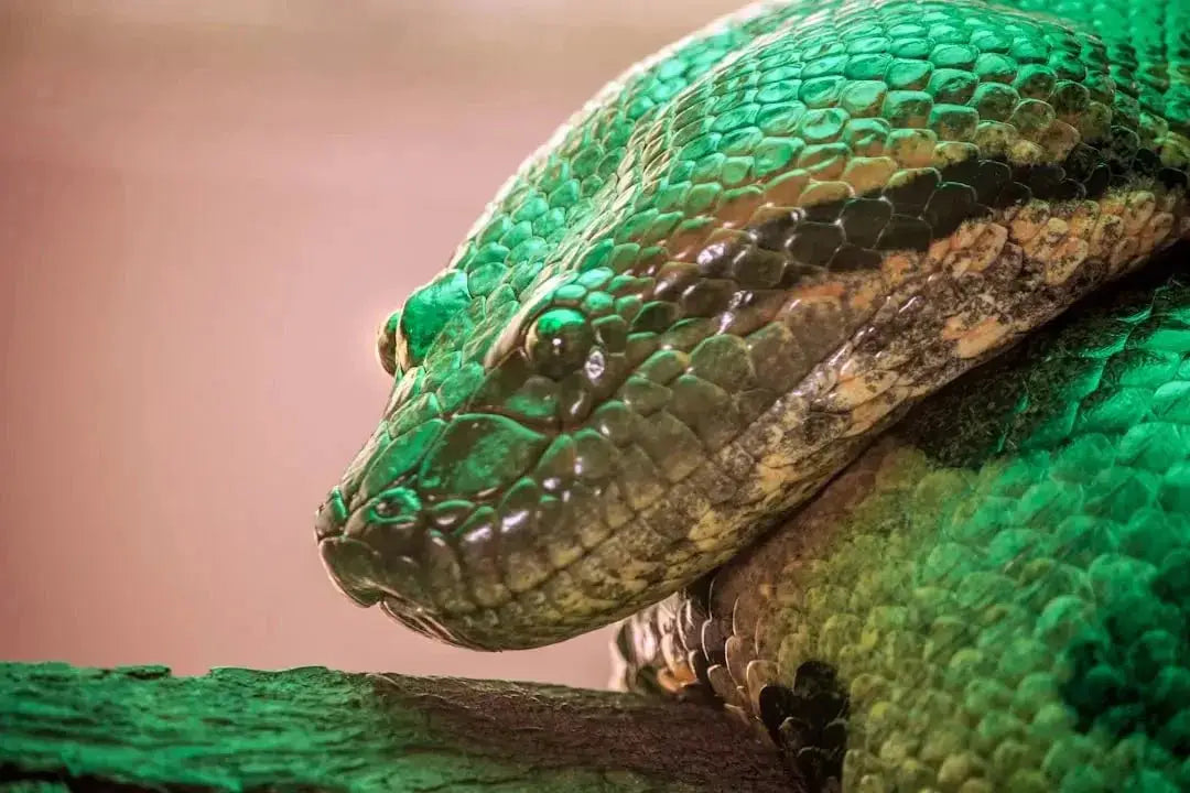 Green Anaconda Enclosure Setup