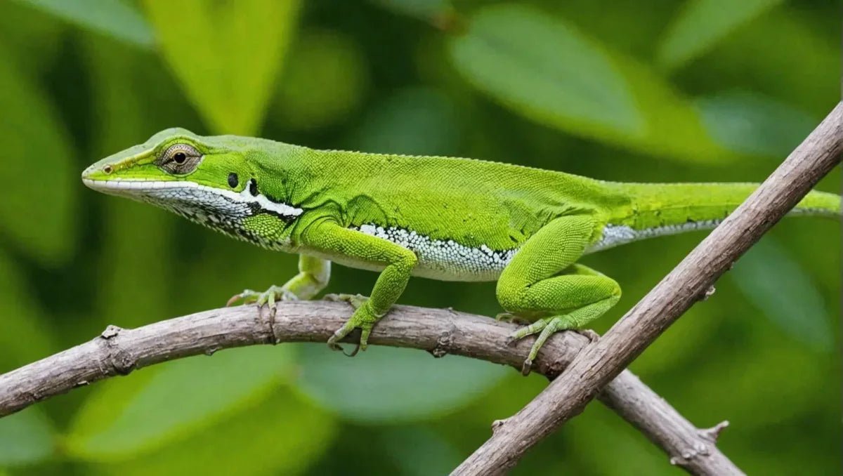 Green Anole Diet: Tips for a Healthy and Balanced Meal Plan - Talis Us