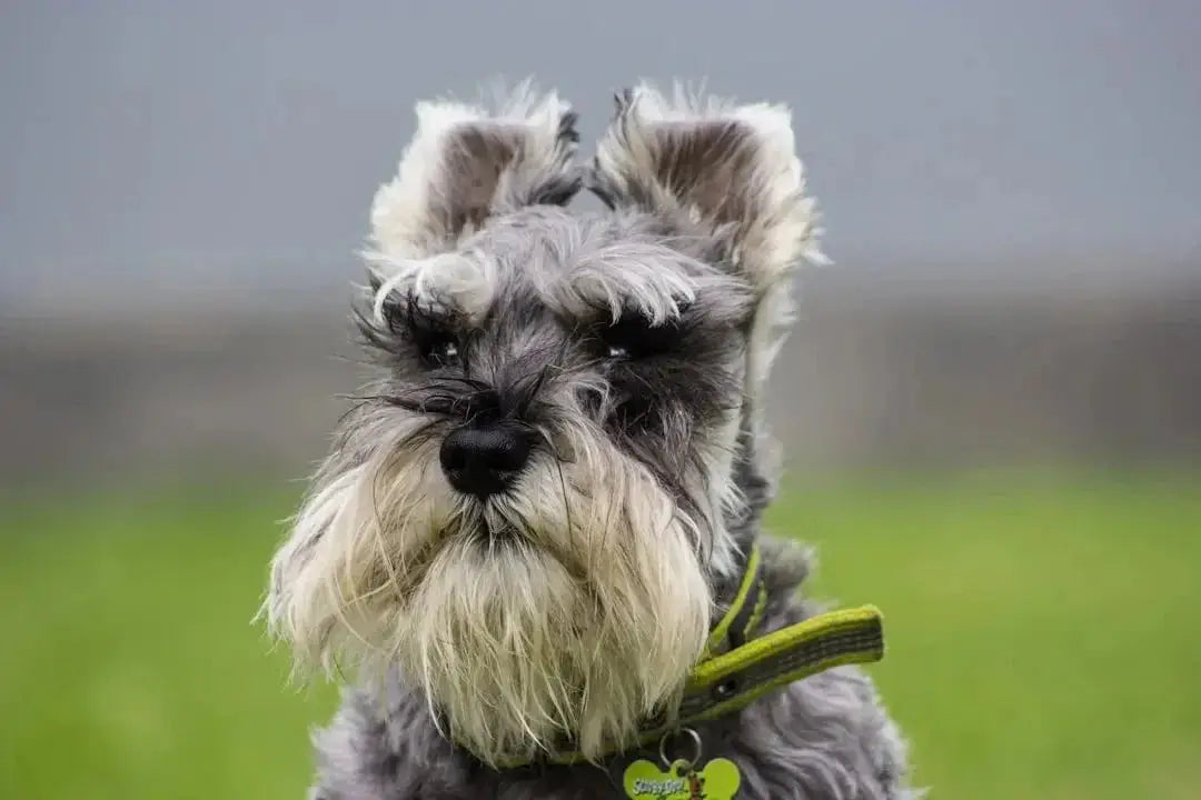 How to groom a miniature Schnauzer