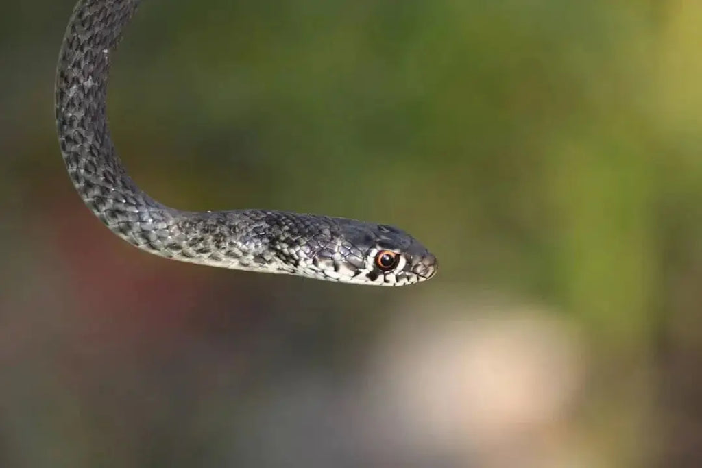 Halogen Heat Lamps for Reptiles: What to Know for 2025