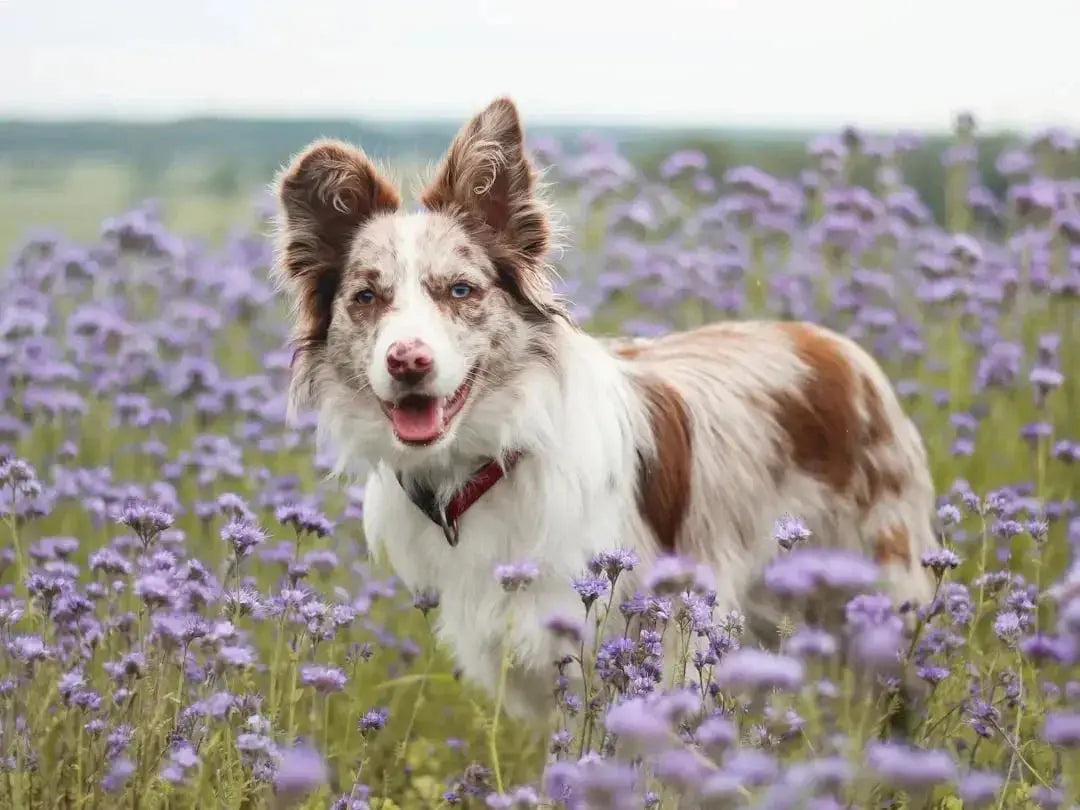 Holistic Treatment for Dogs with Allergies