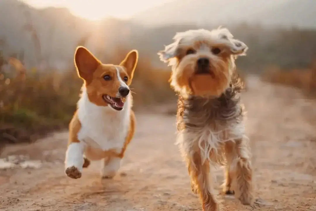 Homemade Chicken Jerky Treats for Dogs