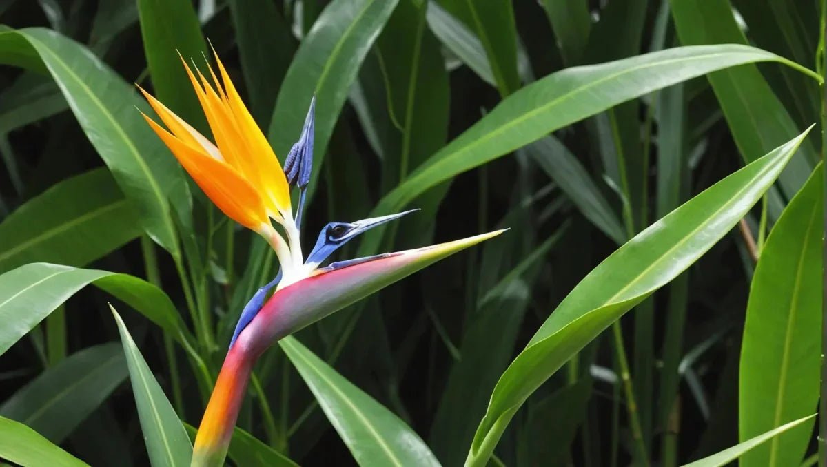 How much light does a bird of paradise need - Talis Us