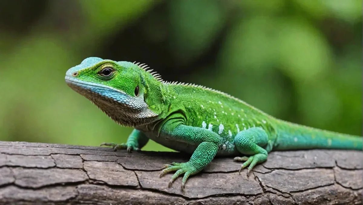how to care for a lizard