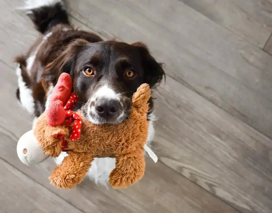 How to Choose the Right Dog Toys for Your Pet's Size and Breed