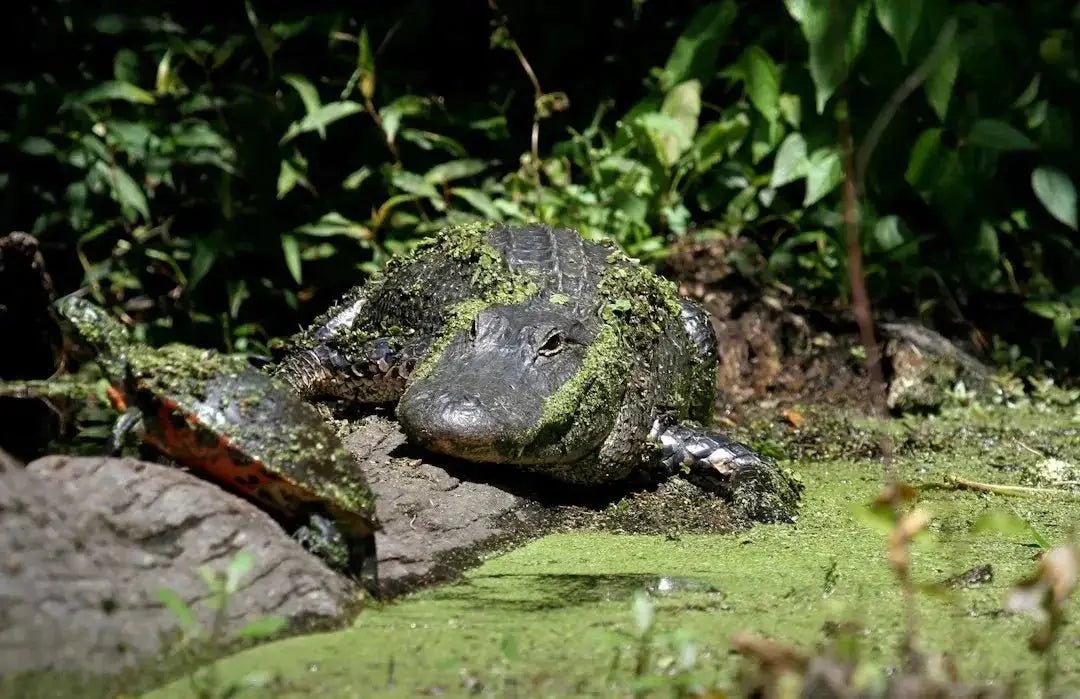How to Find Live Reptile Food Near Me: A Comprehensive Guide