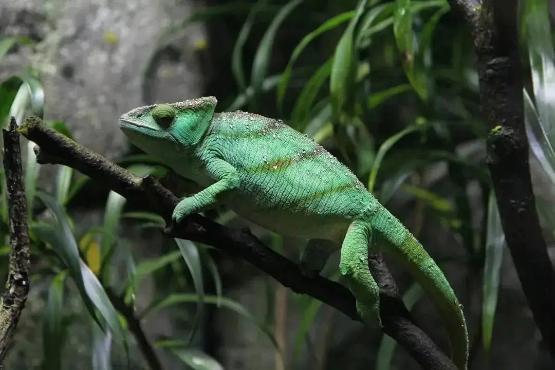 How to Get the Best Dubia Roaches for Your Reptiles