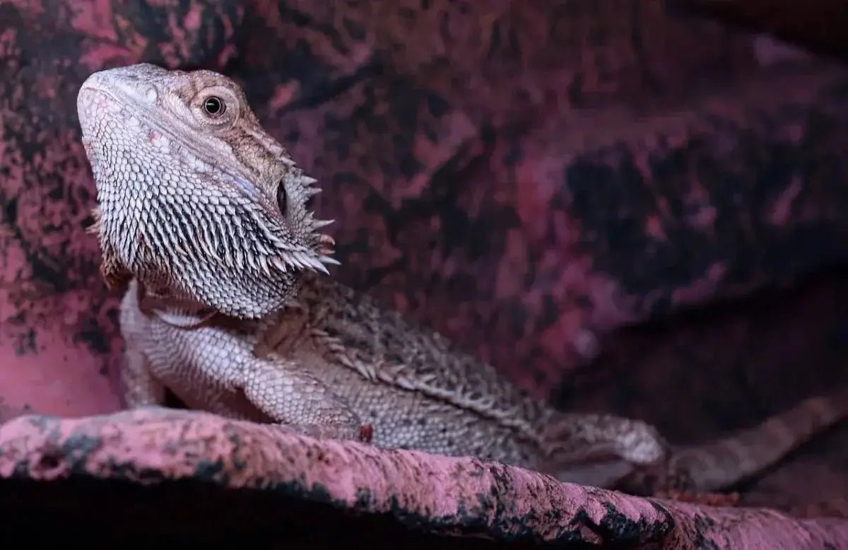 How to Set Up the Best Lighting Environment for Your Reptile