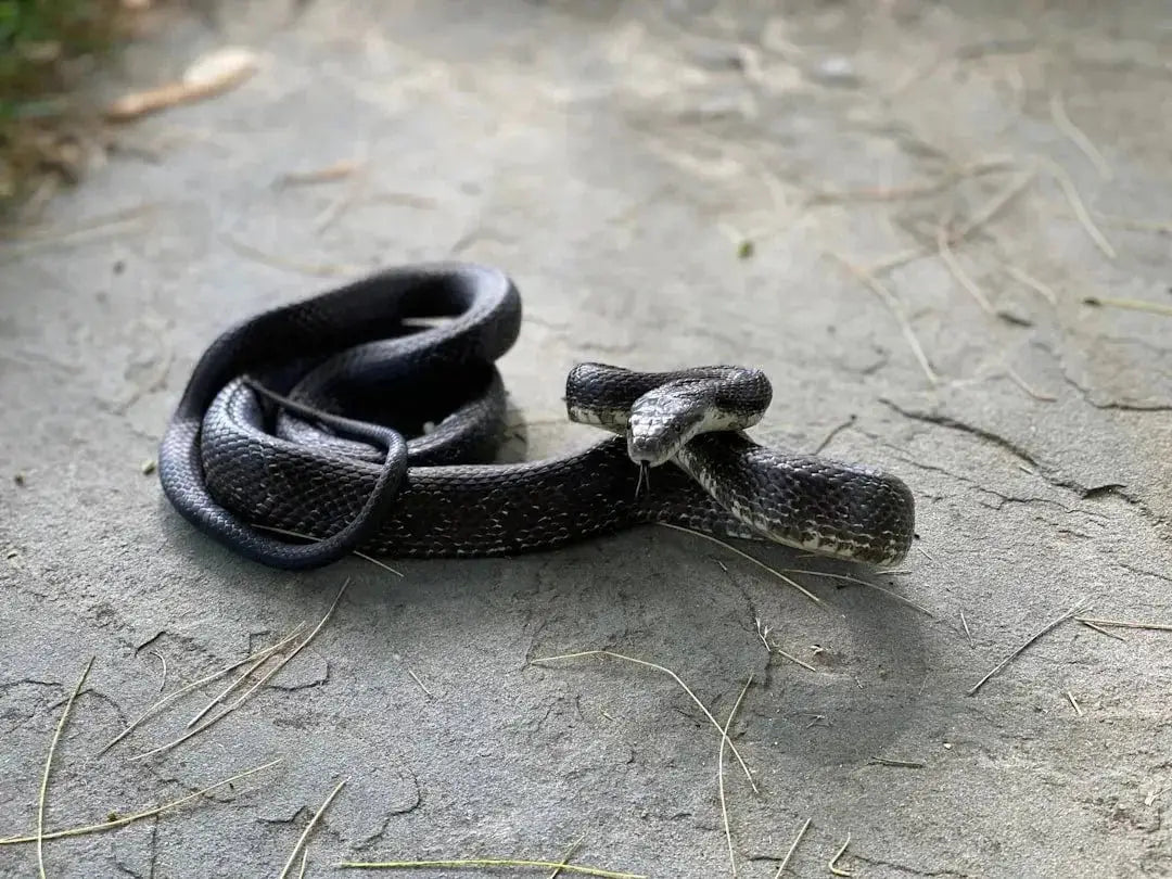 The Importance of Proper Snake Pet Diet: A Comprehensive Guide