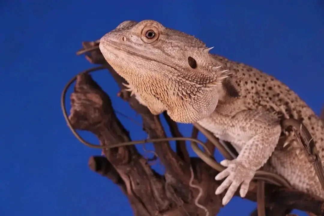 Importance of UVB for Bearded Dragons
