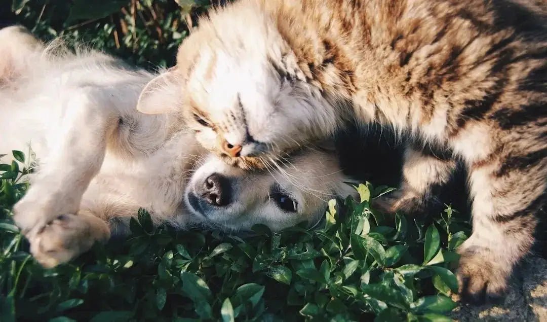 Indulge Your Pet with Irresistible Treats