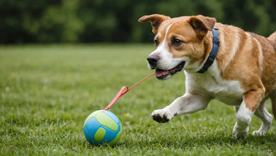 Interactive Toys for Dogs: Keeping Them Engaged and Active - Talis Us