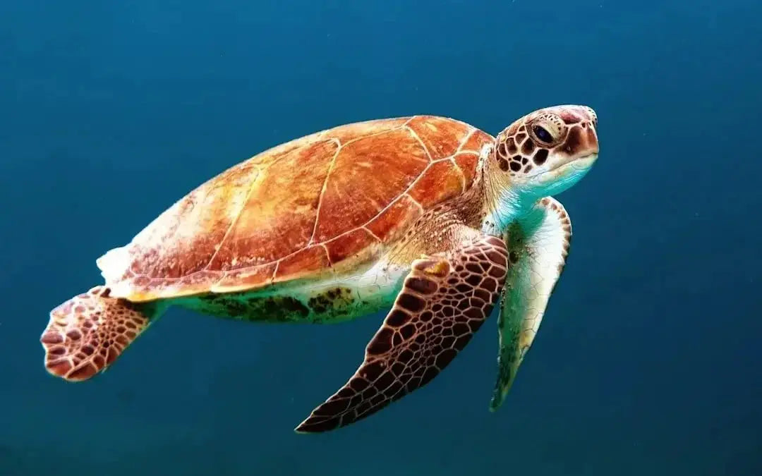 How to Keep Your Turtle Tank Clean