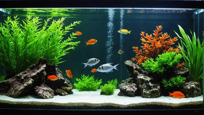 Keep Your Aquarium Warm with the Best Aquarium Heater - Talis Us