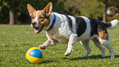 Keep Your Dog Active: Physical Exercise Toys for Dogs - Talis Us