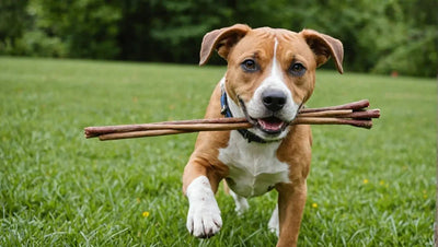 Keep Your Dog Busy and Happy with Bully Sticks - Talis Us