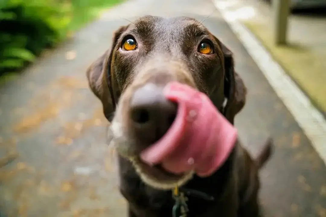 Keep Your Dog Busy with Long-Lasting Bone Dog Treats