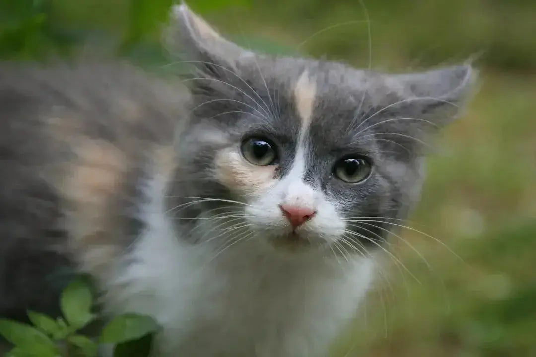 Can Kittens Enjoy Catnip Safely?