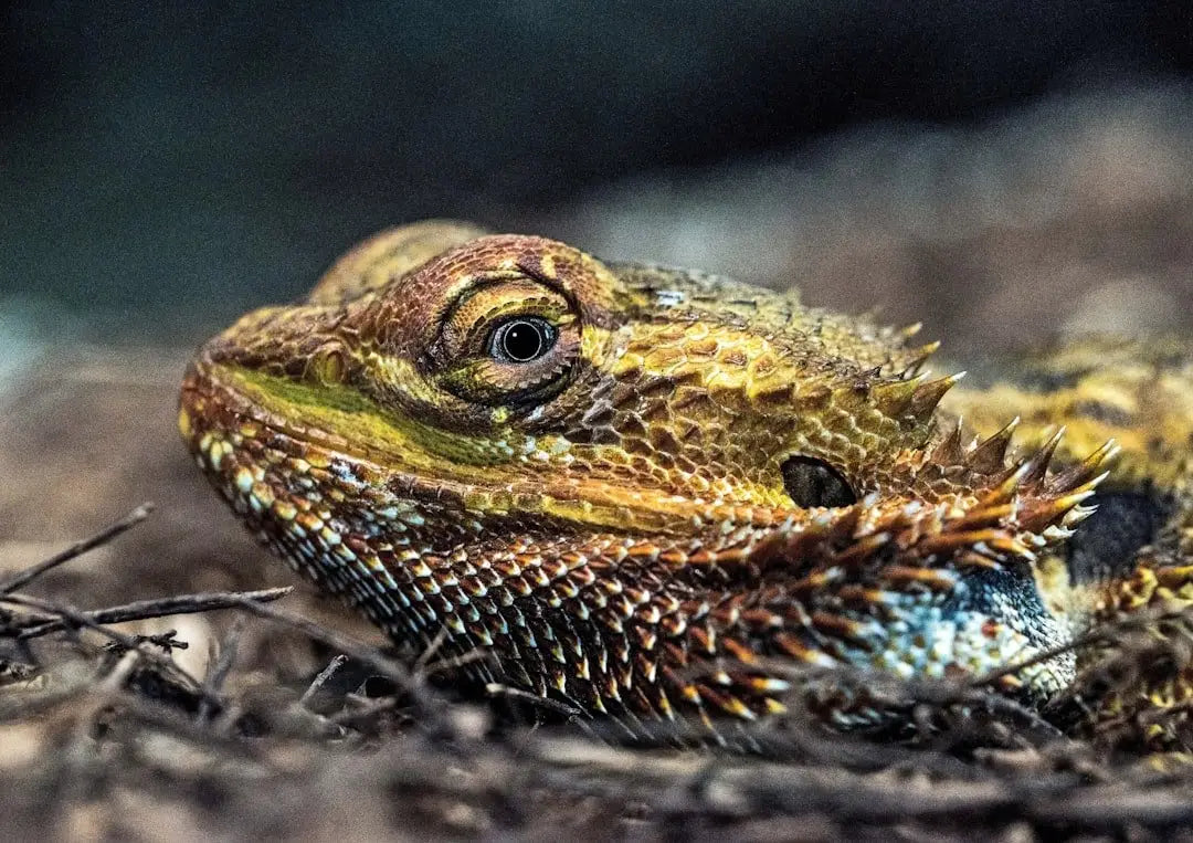 Komodo Magnetic Rock Burrow Reptile Hideaway 7 in: A Comprehensive Review & Setup Guide