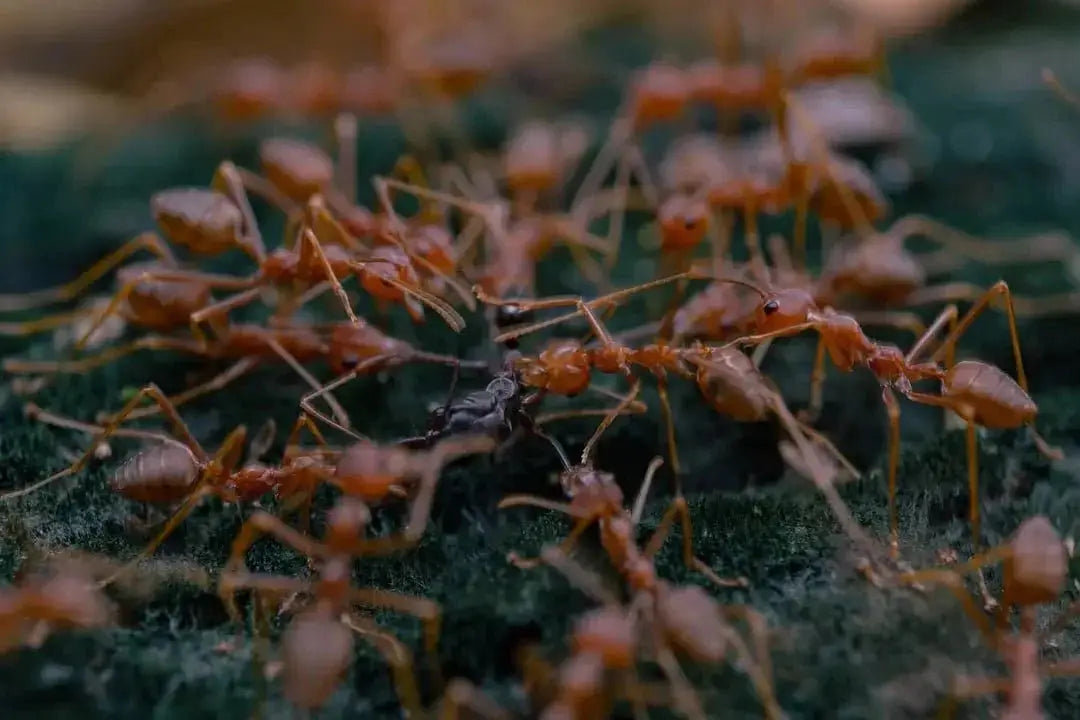 Learning About Ant Habitats: Exploring How Ants Build Homes
