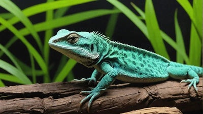 Lizard Care: Setting Up a 10 Gallon Tank - Talis Us