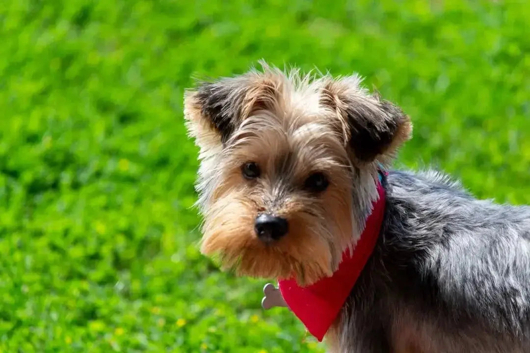 How long do mini yorkies live