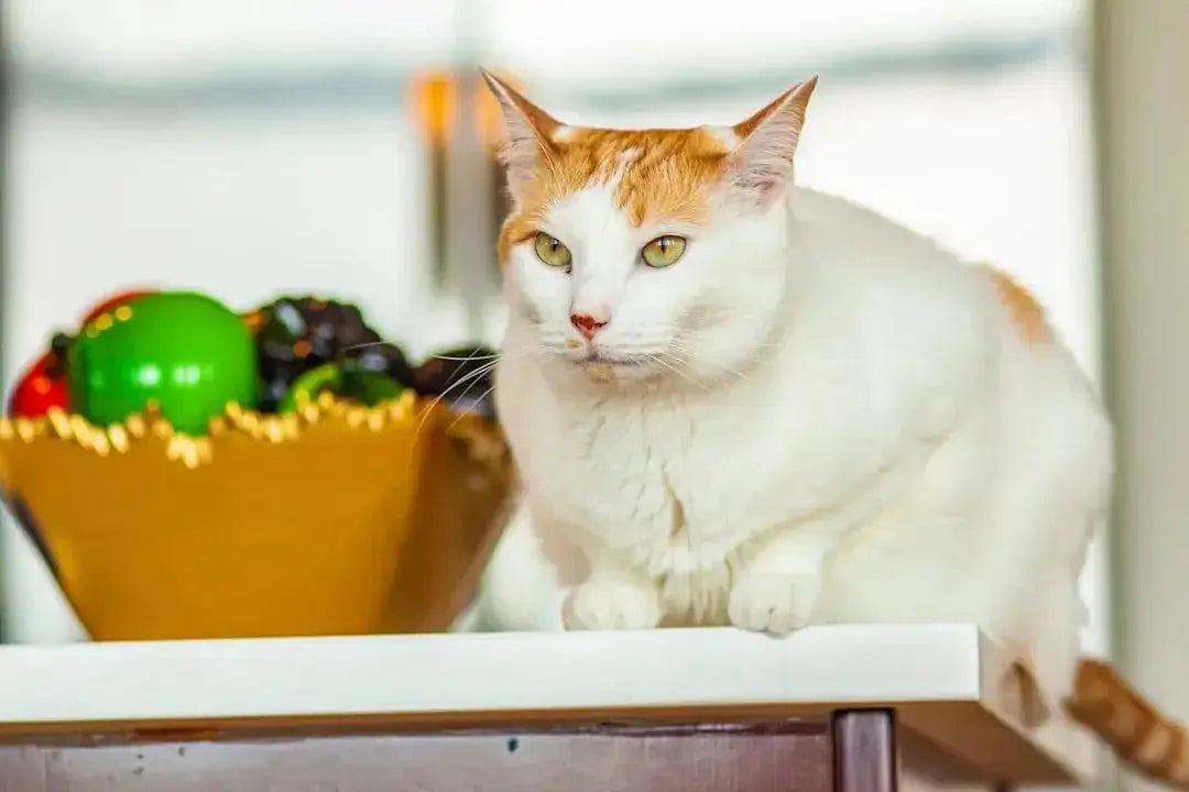 How long can wet cat food sit out
