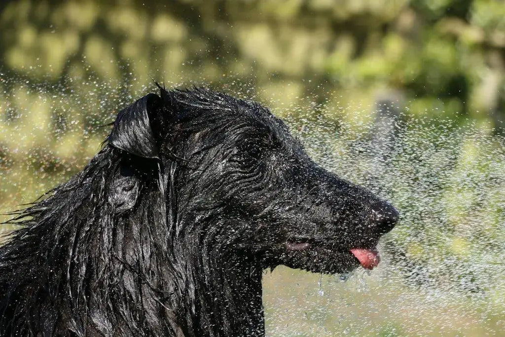 Maintaining Your Dog's Dental Health: The Ultimate Guide