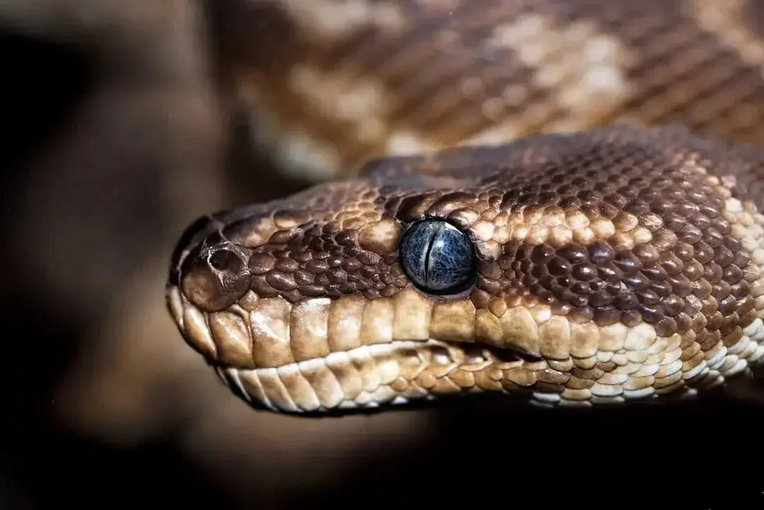 Maintaining Optimal Conditions in Snake Enclosures