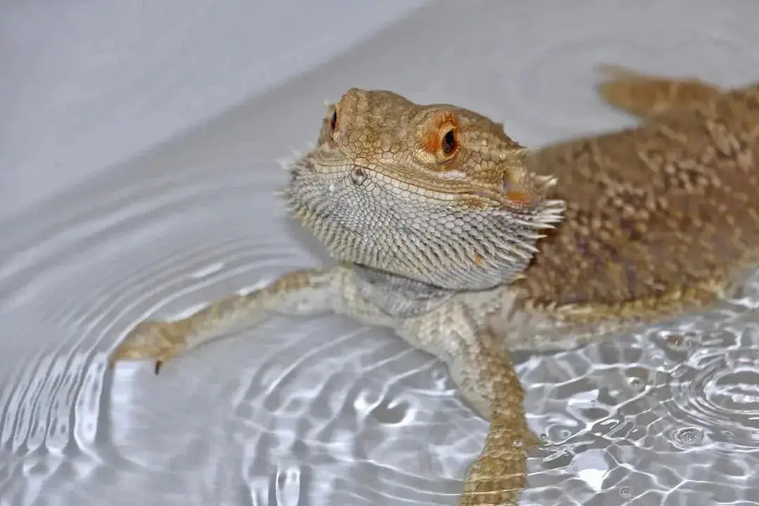 Maintaining Optimal Humidity for Bearded Dragons