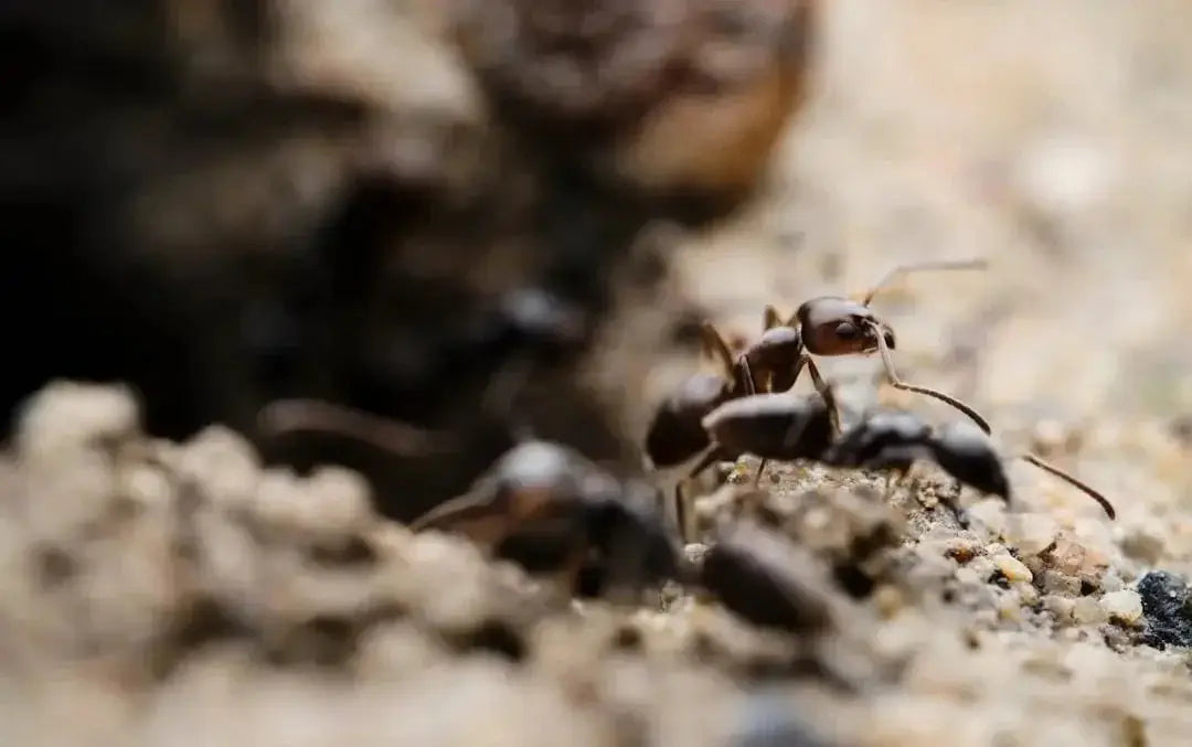 What Makes a Great Ant Habitat? Tips for a Healthy Colony