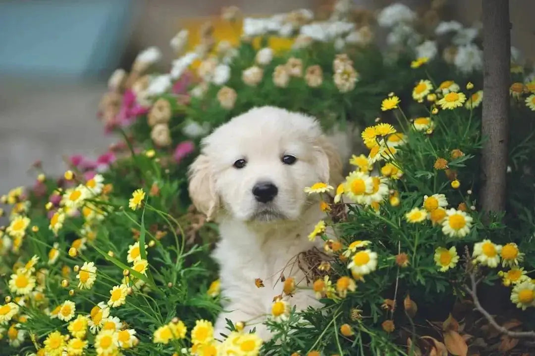 what meat are dogs least allergic to