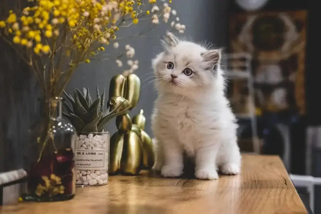 How much wet food to feed a cat