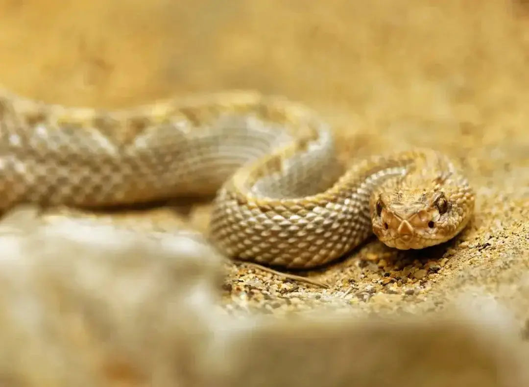 How Often Do Ball Pythons Shed