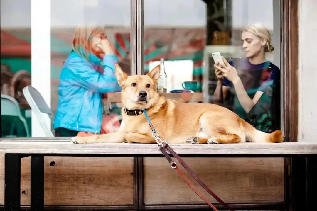 Which online pet store has the best customer service
