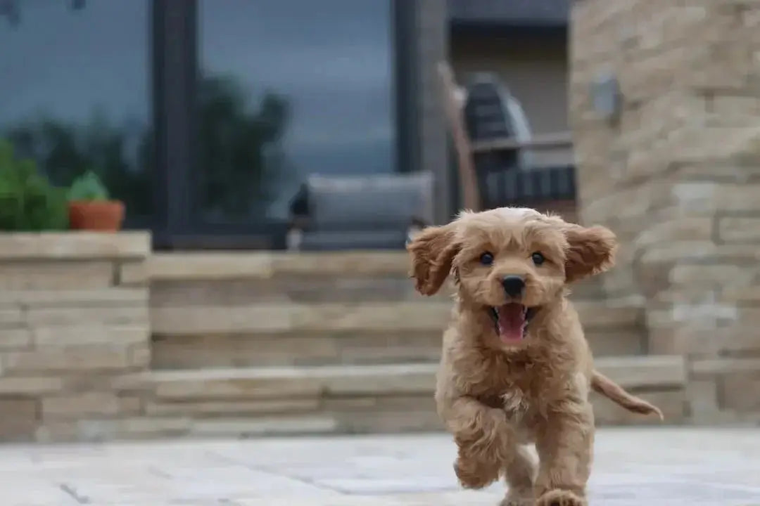How ot switch puppy from kibble to wet food
