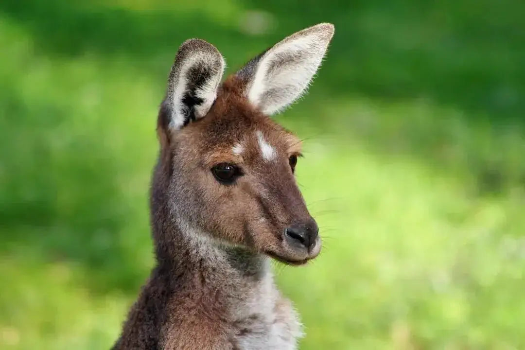 Can you Own a Kangaroo in Florida - Talis Us