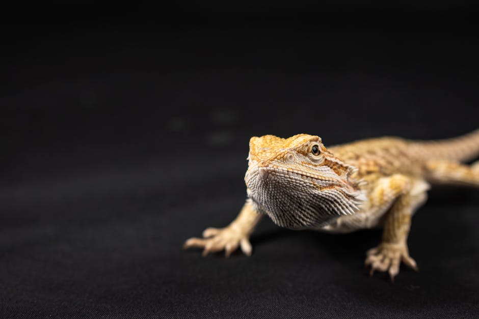 Essential Reptile Lighting Guide: Why Correct Reptile Bulb Distance Matters for D3 Synthesis