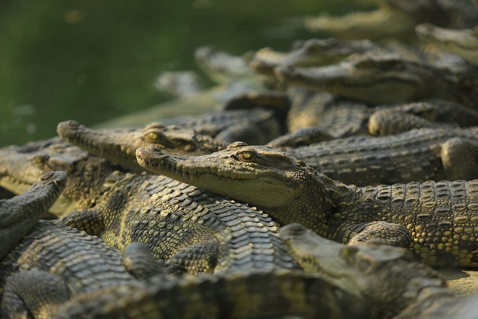 Optimizing Reptile Habitat Health: Choosing the Best Reptile Substrate for Optimal Humidity and Digestion