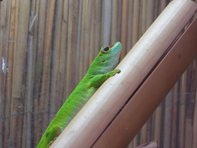 Vibrant green gecko scaling bamboo against a natural wooden backdrop, perfect for wildlife themes.
