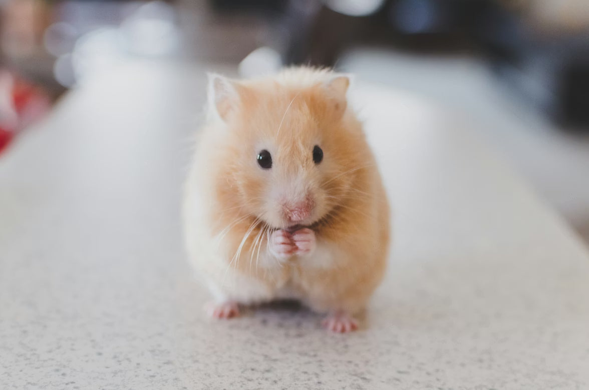 Nutritious Hamster Food Mixes